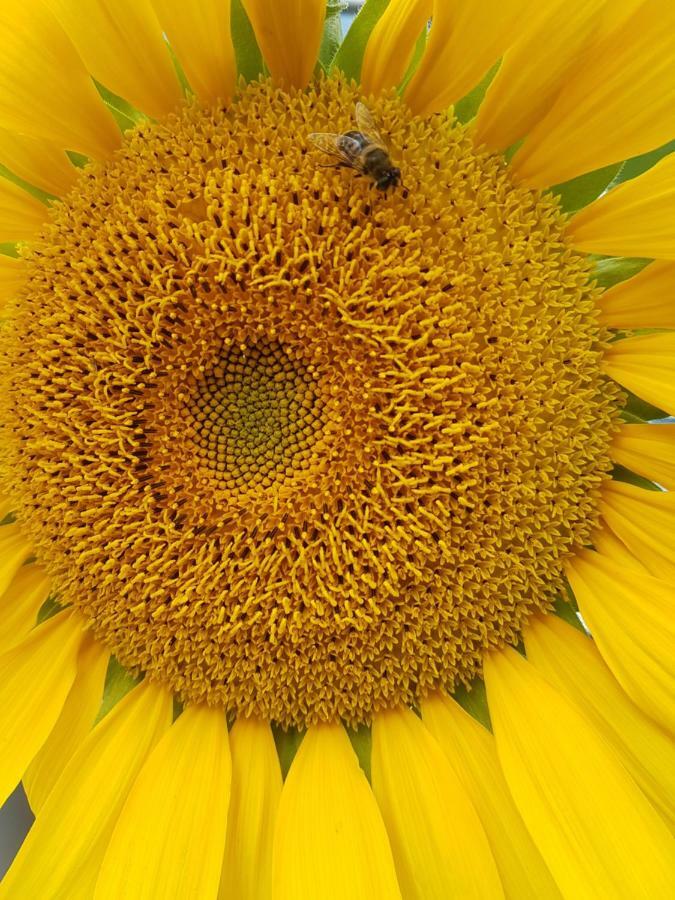 바드사킹겐 Storchennest 아파트 외부 사진